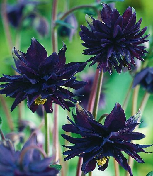 Aquilegia vulgaris 'Black Barlow' 